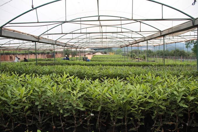 Macadamia Nursery