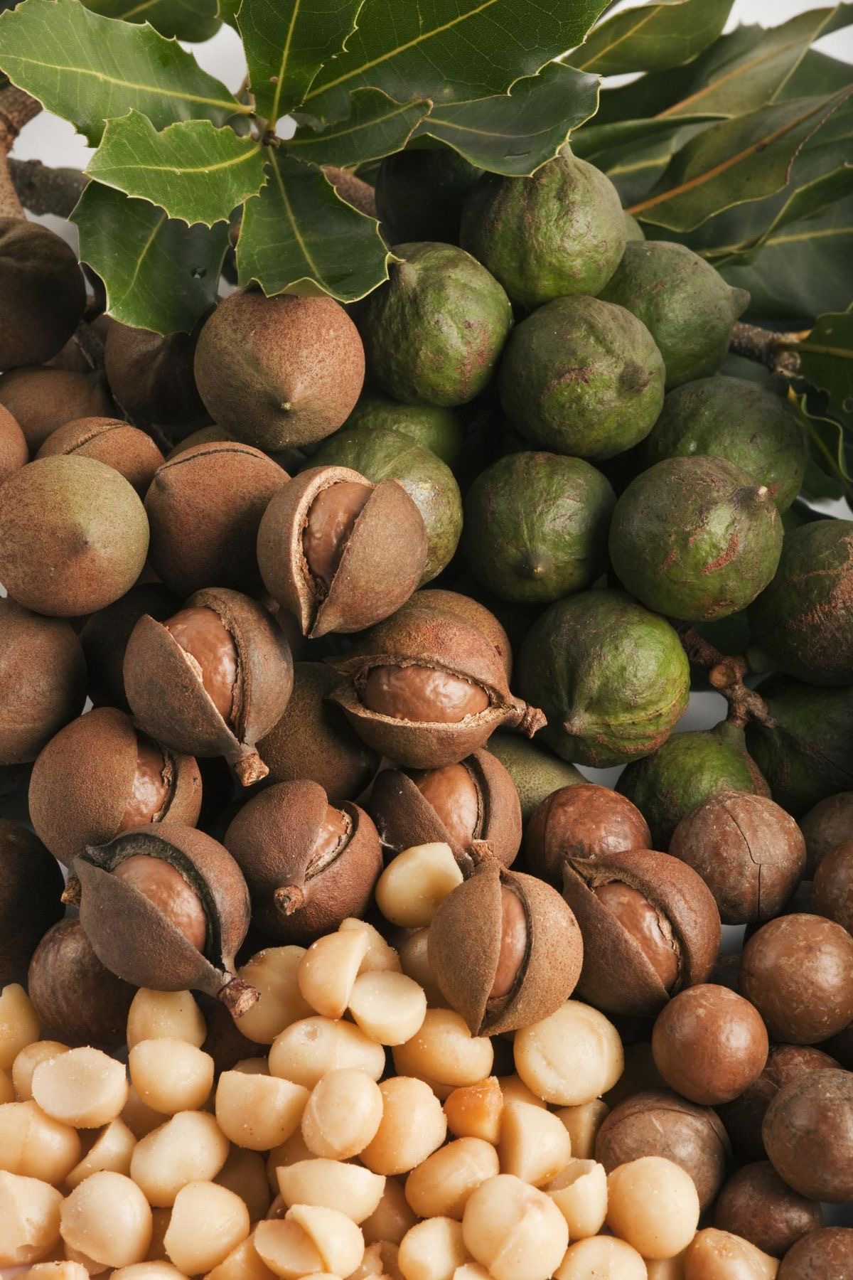 New Macadamia Processing Line Commissioned