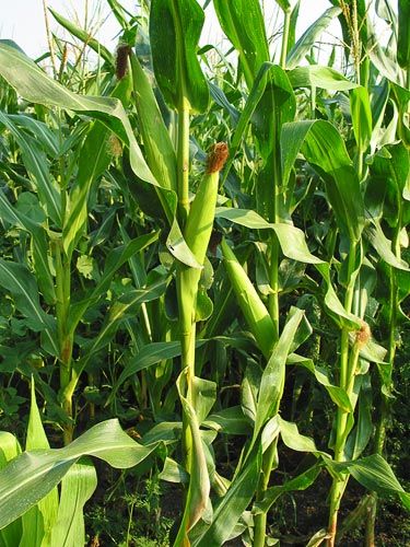 Maize